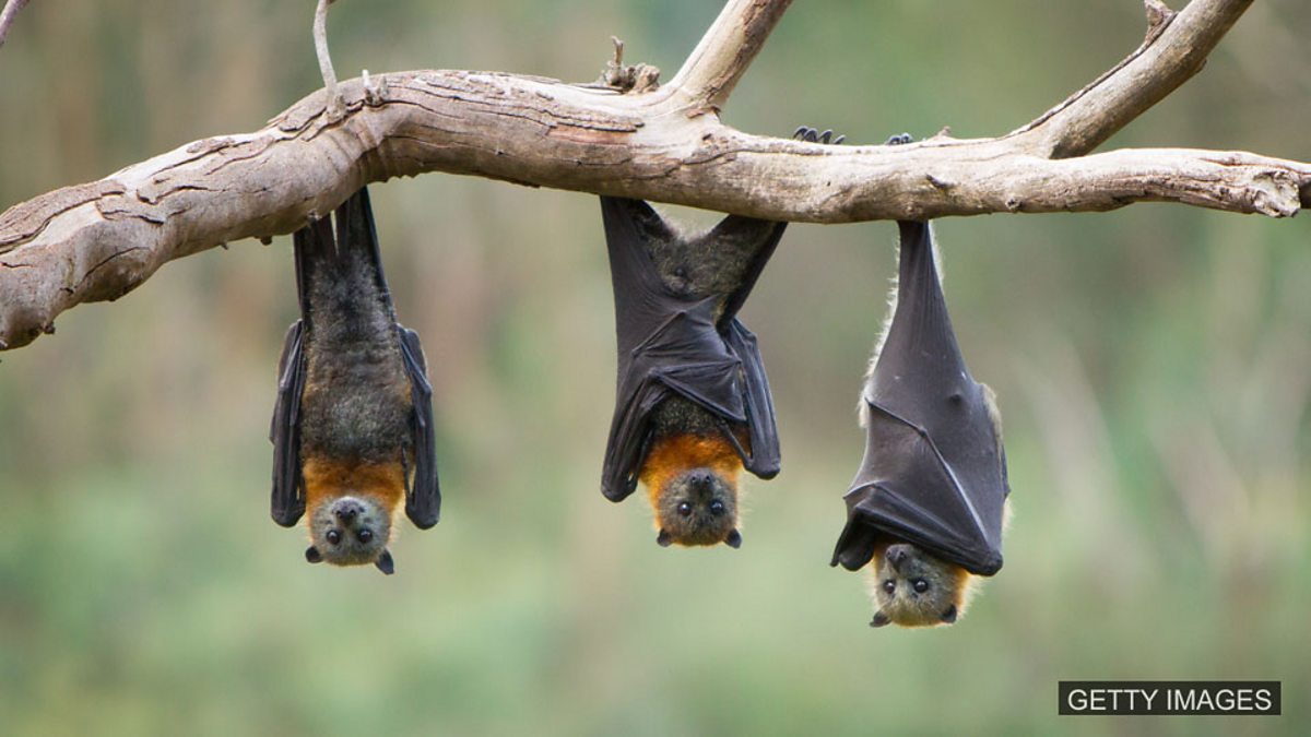 c Learning English 媒体英语 Bats Tricked Into Flying Into Buildings 蝙蝠 上当 撞上建筑物