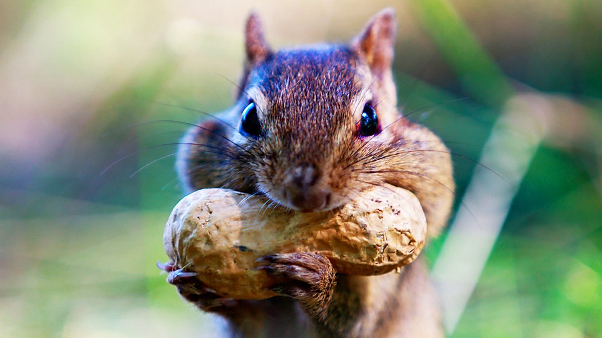 BBC Learning English - InglÃªs em 2 Minutos / To squirrel