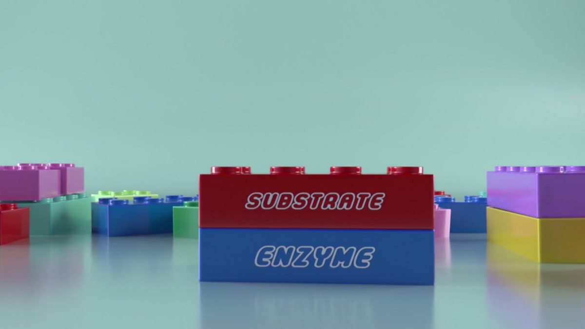 How does temperature affect enzyme activity? Enzymes and digestion