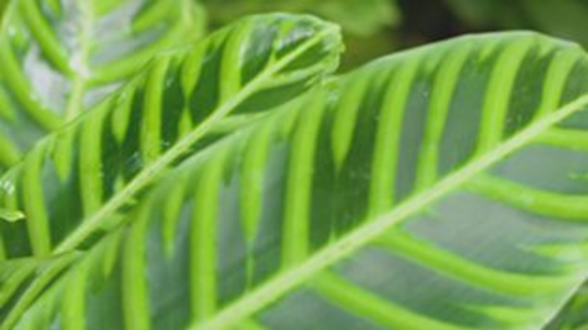 leaf structure bitesize bbc