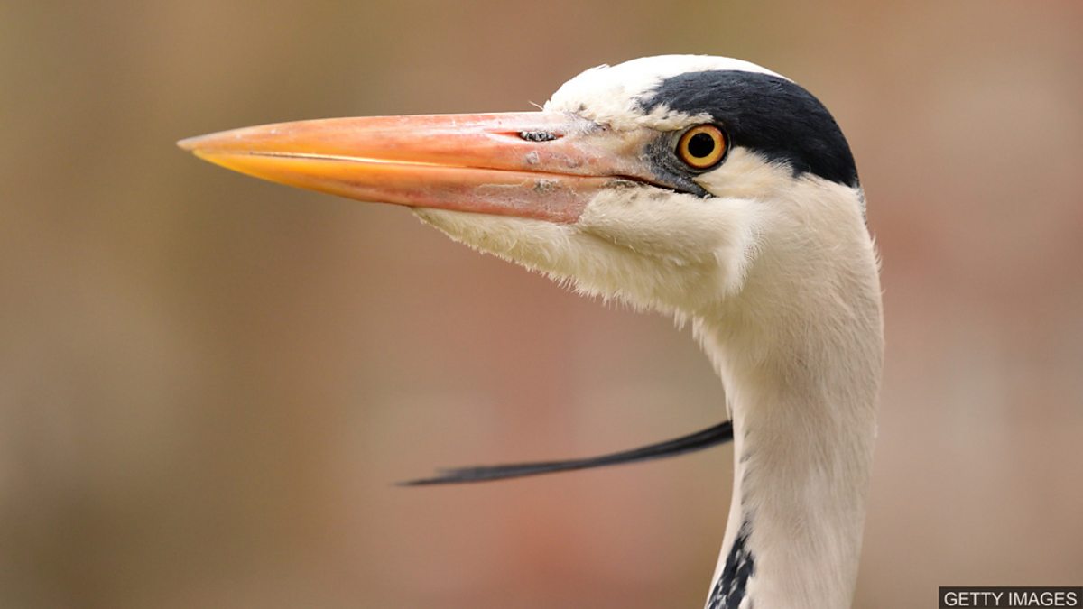 c Learning English 媒体英语 New Fossil Discoveries Help Explain Bird Evolution 化石新发现有助于解释鸟类进化过程