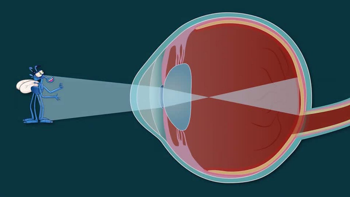 Parts Of The Eye Animation Clipart