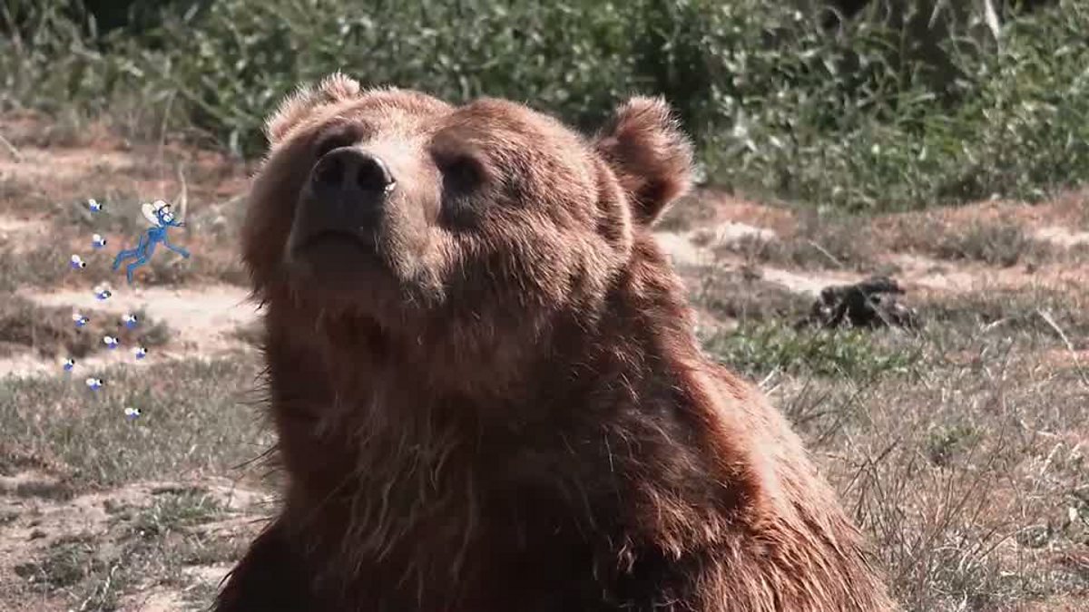 How do different animals smell? - BBC Bitesize