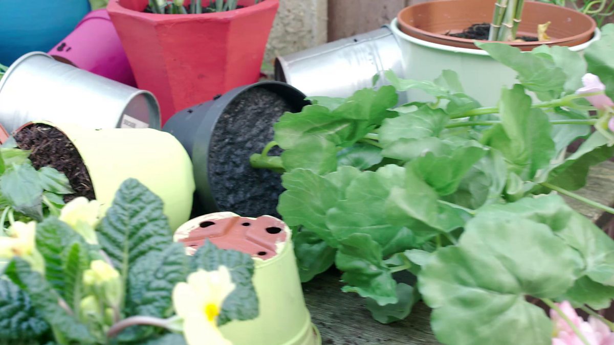 KS1 / KS2 Science Classifying and grouping plants BBC Teach