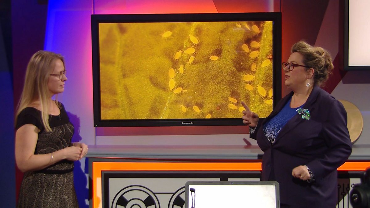 Biology KS3 How is smell used to communicate in the animal kingdom