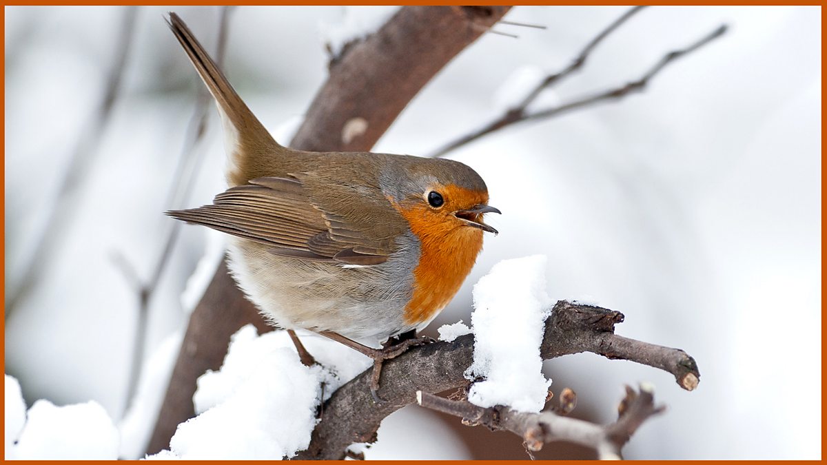 The back garden bird cafe - BBC Teach