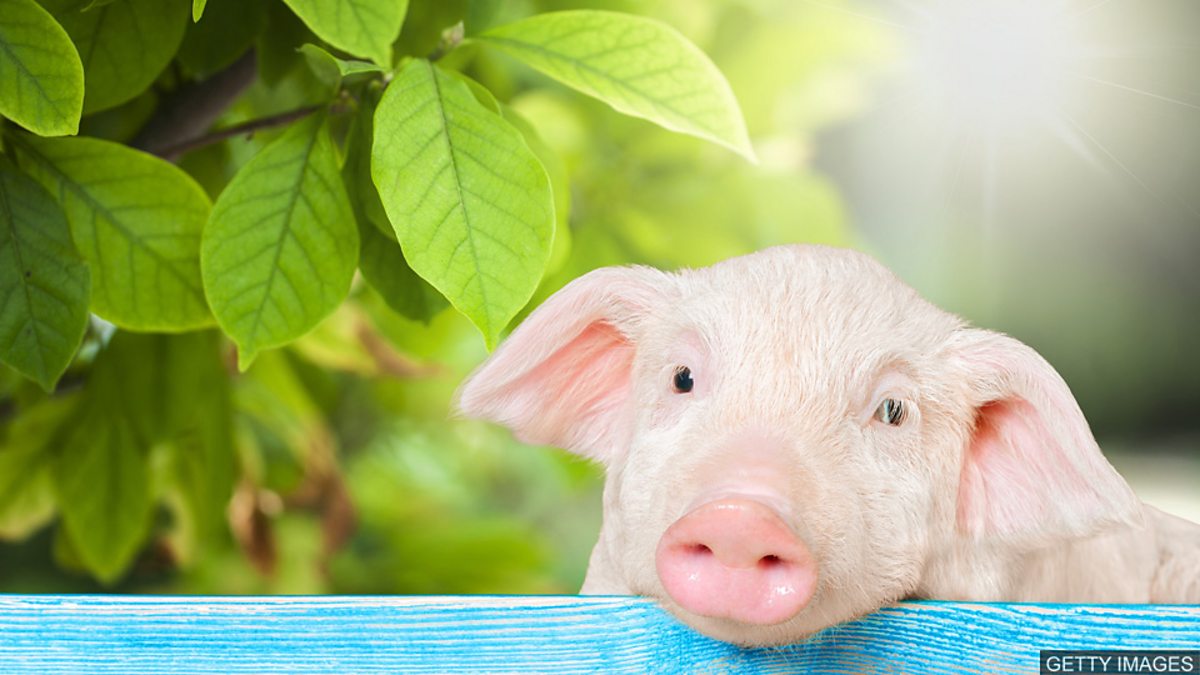 BBC Learning English Advanced English Phrases / To make a pig's ear
