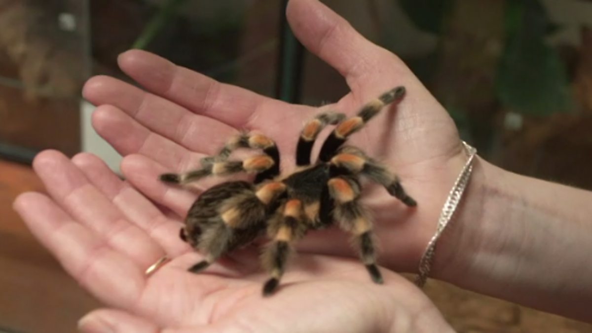 'a hand holding a spider'