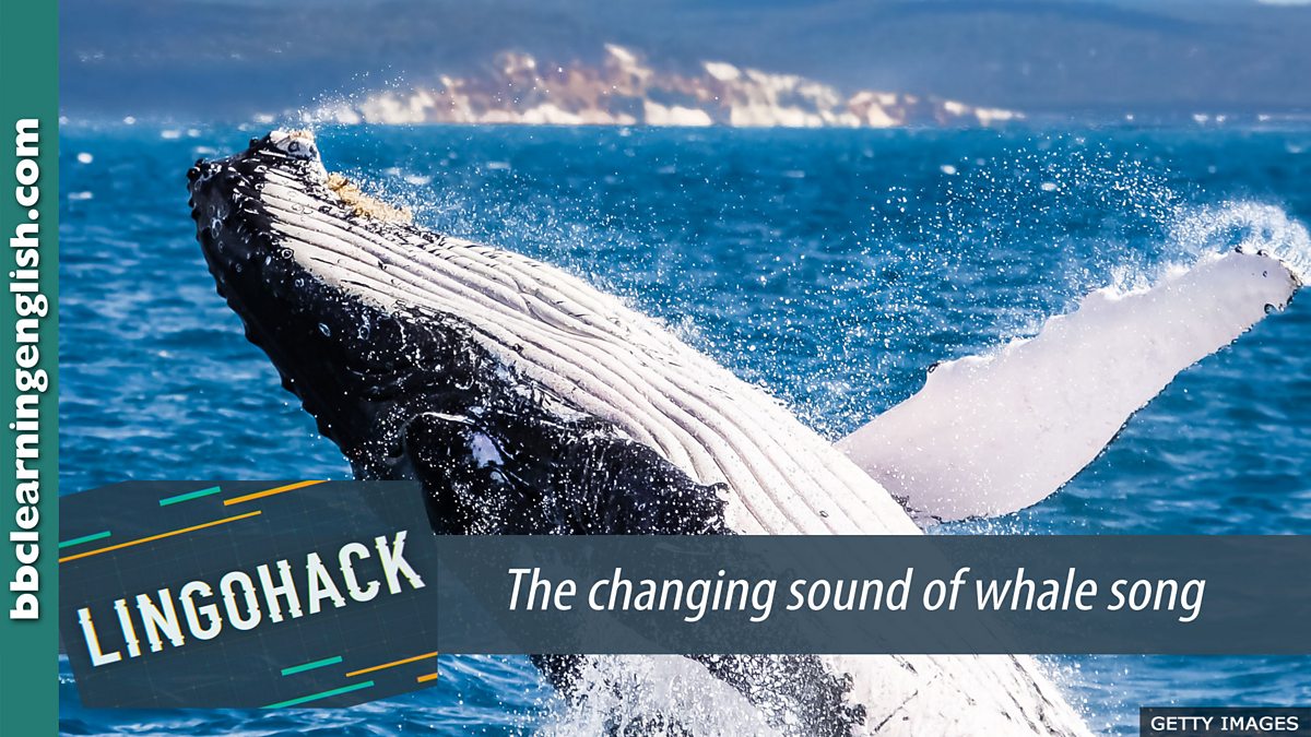Bbc Learning English Lingohack The Changing Sound Of Whale Song