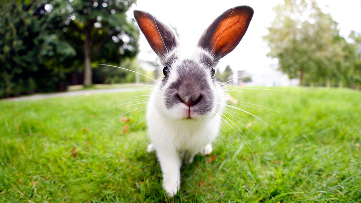 BBC Learning English - 6 Minute English / Rabbits: cuddly friends or  cunning tricksters?