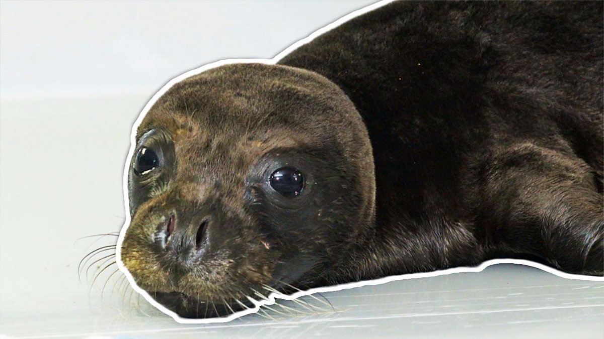 KS2 Science: Protecting the Mediterranean Monk Seal - BBC Teach