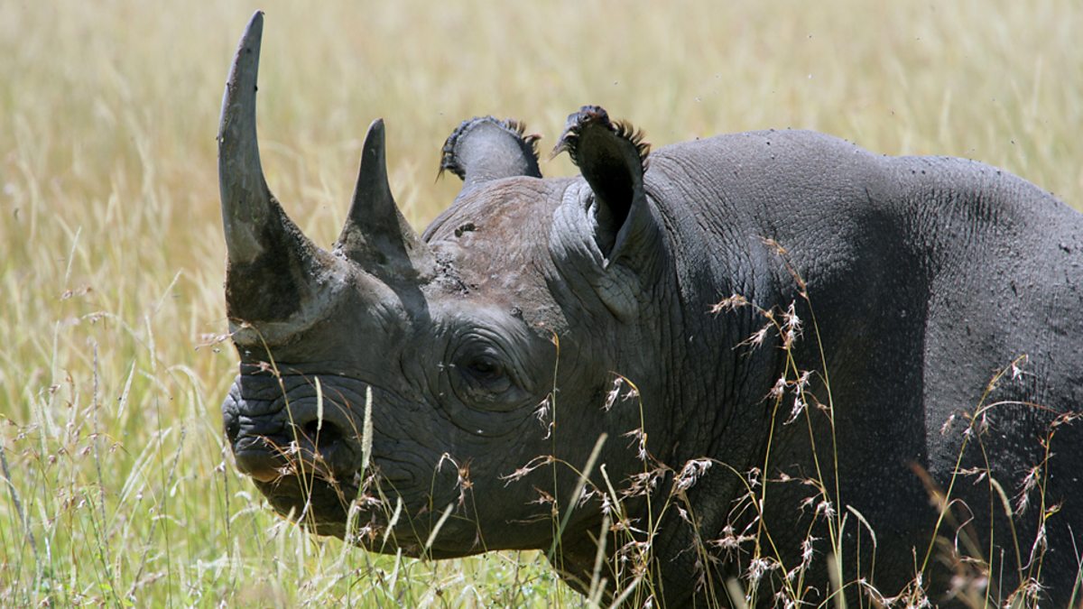 BBC Learning English - Lingohack / Rhinos taken back to Rwanda