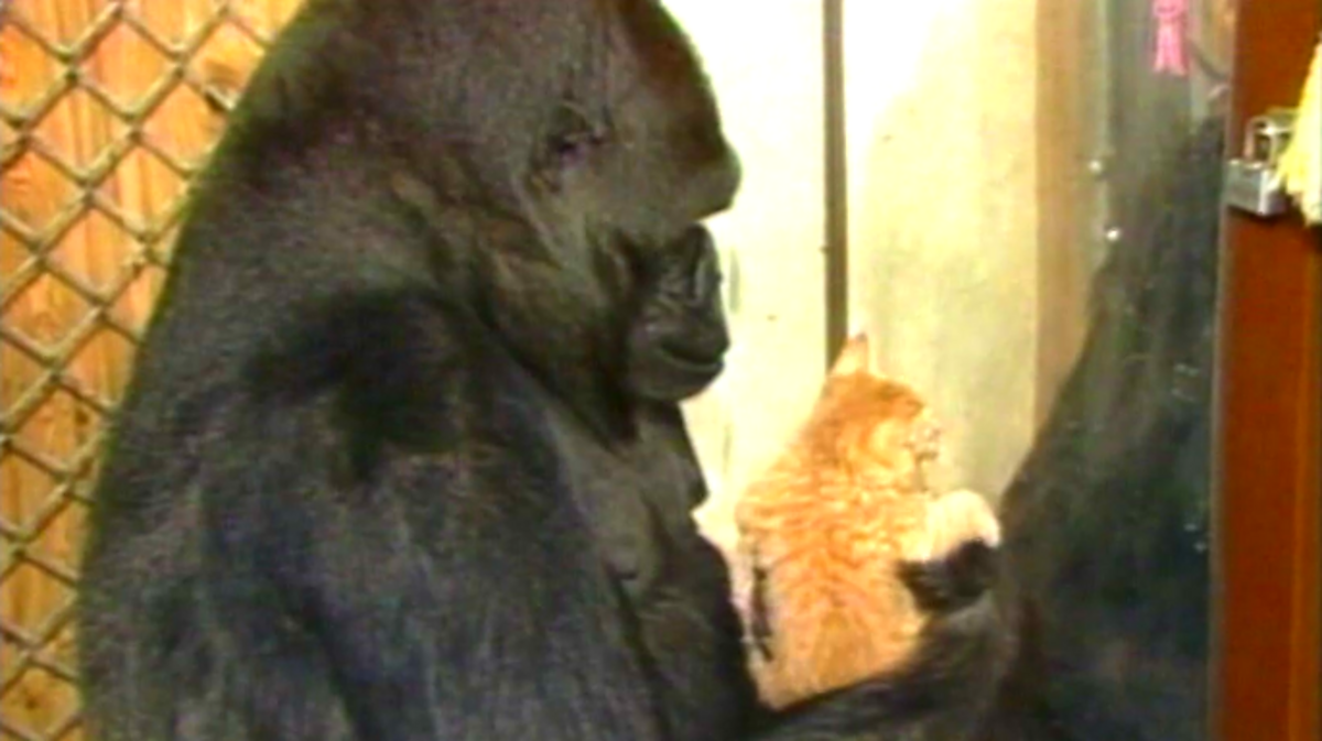 Koko the Gorilla BBC Archive