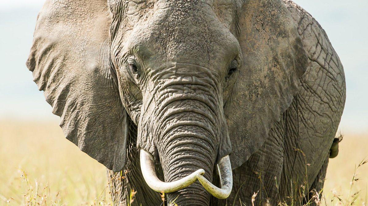 Five elephant facts you won't forget - BBC Bitesize