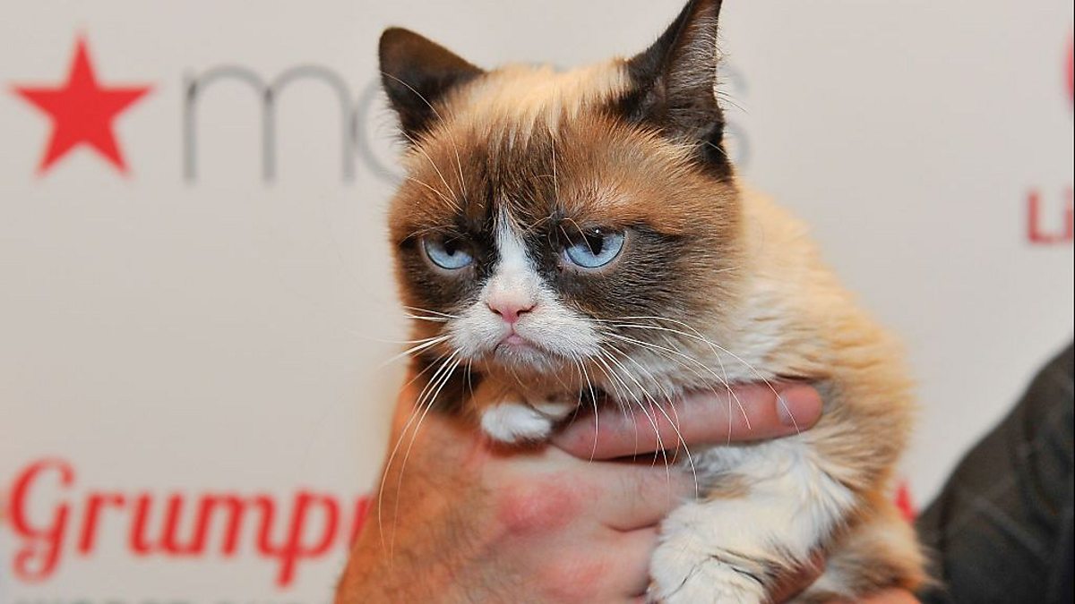 How my pet became a social media influencer BBC Bitesize