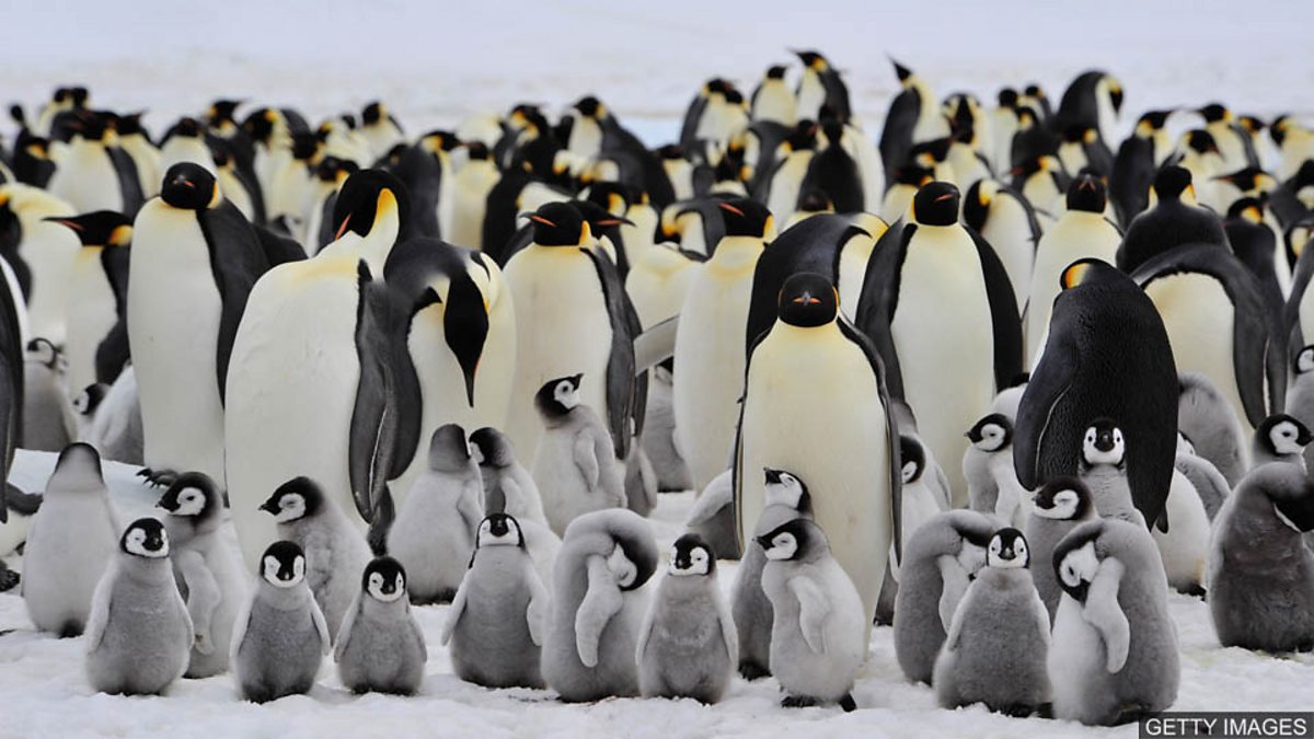 c Learning English 媒体英语 Greater Protection For Emperor Penguins Called For 专家呼吁加强对南极帝企鹅的保护