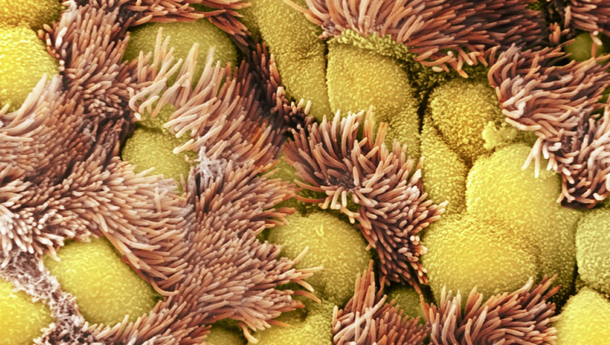 Chemical barriers against infection Body defences against infection