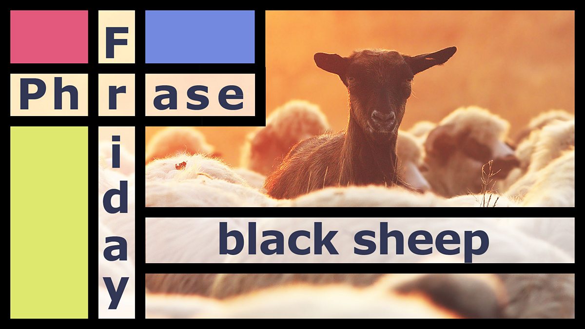 bbc-learning-english-friday-phrase-black-sheep