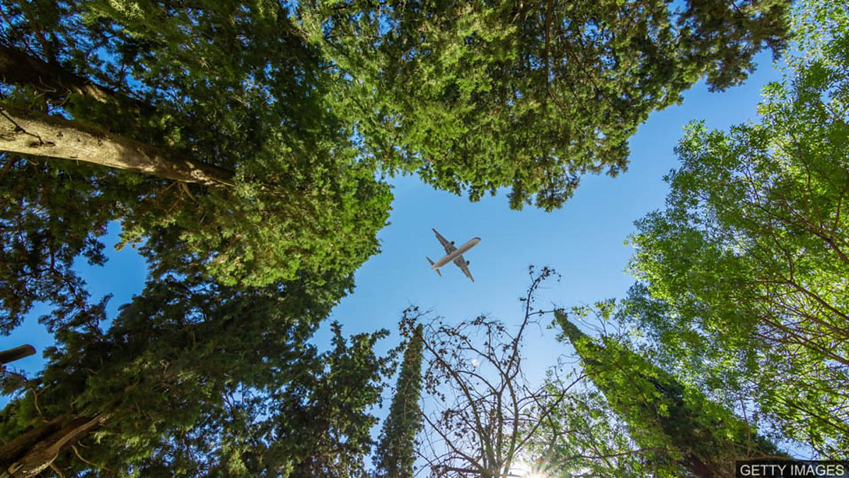 BBC Learning English 英语大破解 / Can trees help climate change? 植树是否有助于应对