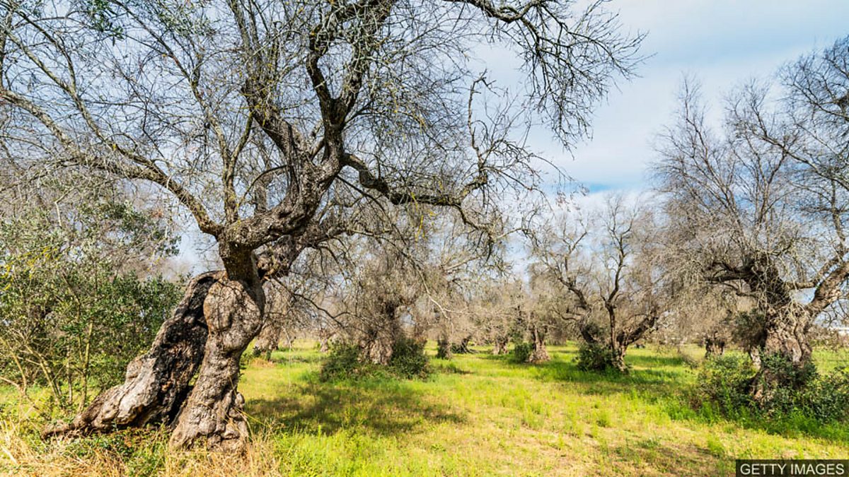 BBC Learning English - 媒体英语/ Deadly olive tree disease across