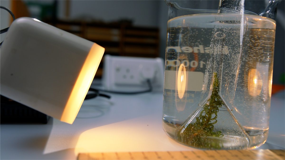 experiment light intensity affect photosynthesis