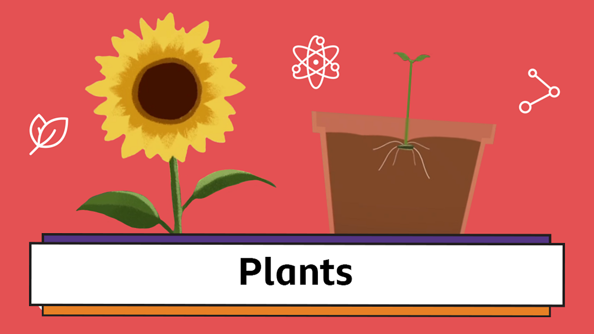 Plants - Year 1-2 / P2-3 Science - This Term's Topics - Home Learning with  BBC Bitesize - BBC Bitesize