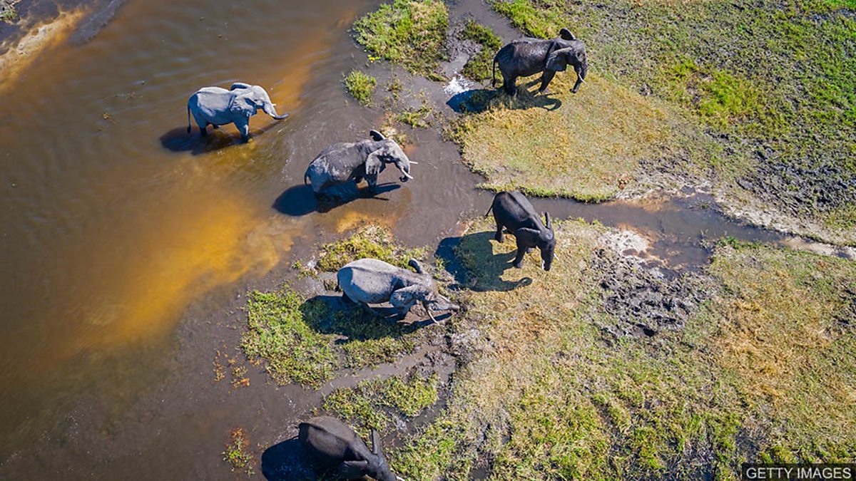 c Learning English 媒体英语 Botswana Mystery Elephant Deaths Caused By Cyanobacteria 博茨瓦纳数百头大象离奇死亡原因为水中蓝藻细菌