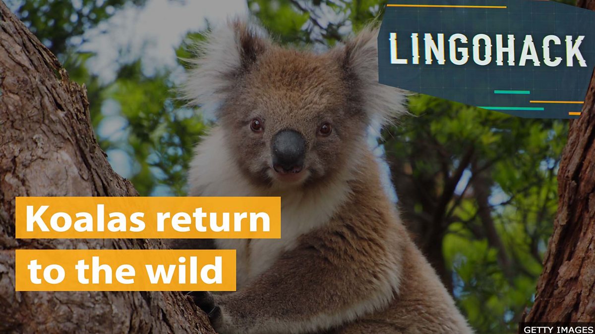 BBC Learning English - Lingohack / Koalas return to the wild