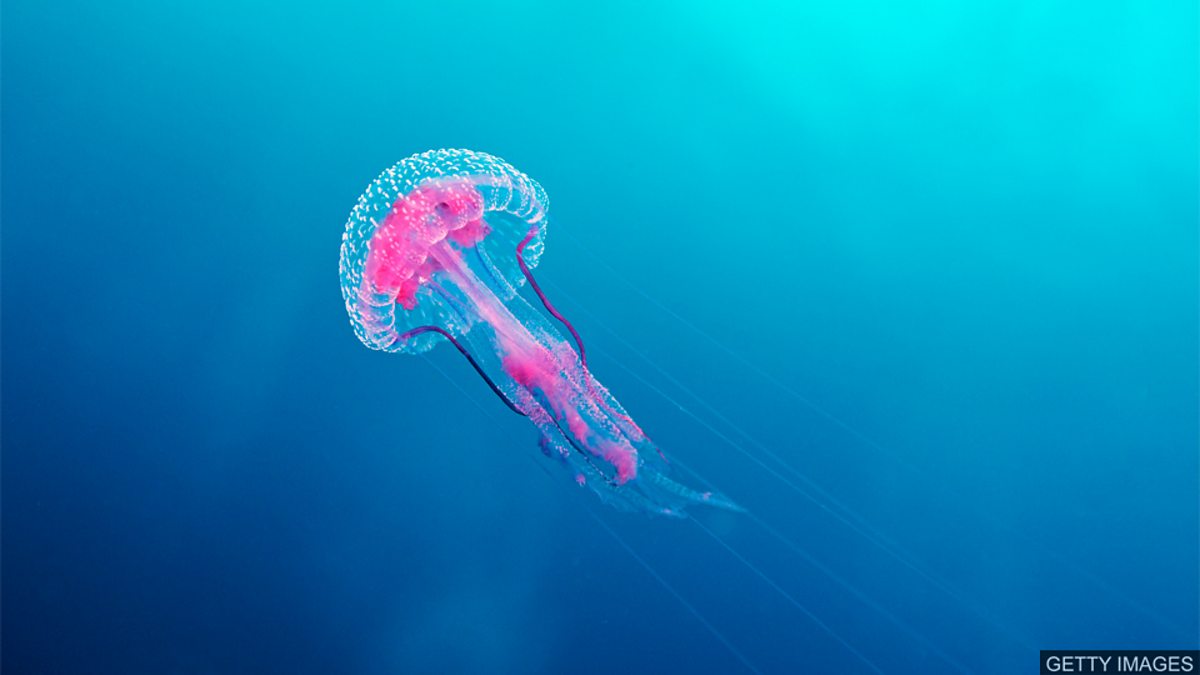 Bbc Learning English 随身英语 Could Eating Jellyfish Be Sustainable 海蜇 可持续性食物