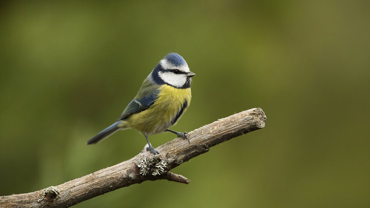 BBC Two - Winterwatch - Test your knowledge on the UK's birds of prey