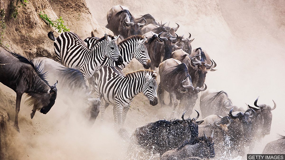 c Learning English 媒体英语 New Study Re Explores Mystery Behind Zebra Stripes 新研究重新探索斑马条纹背后的奥秘 c Learning English 媒体英语 New Study Re Explores Mystery Behind Zebra Stripes 新研究重新探索斑马条纹背后的奥秘