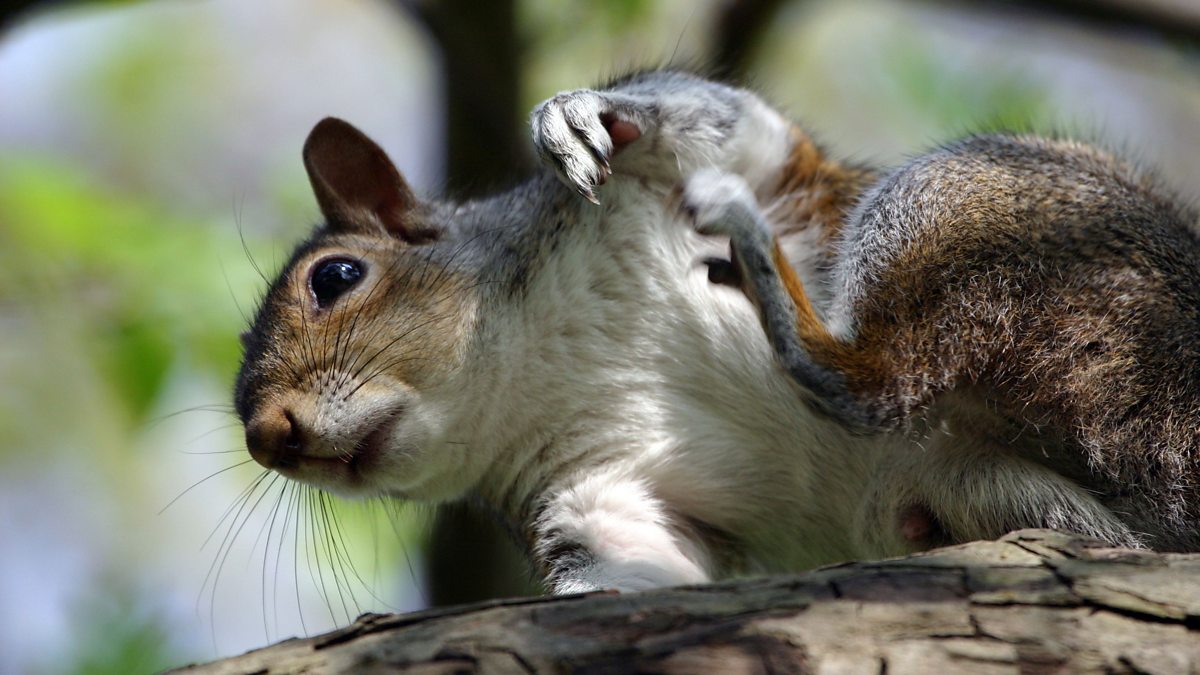 Squirrels, elephants and dolphins: Three animals with incredible memories -  BBC Bitesize