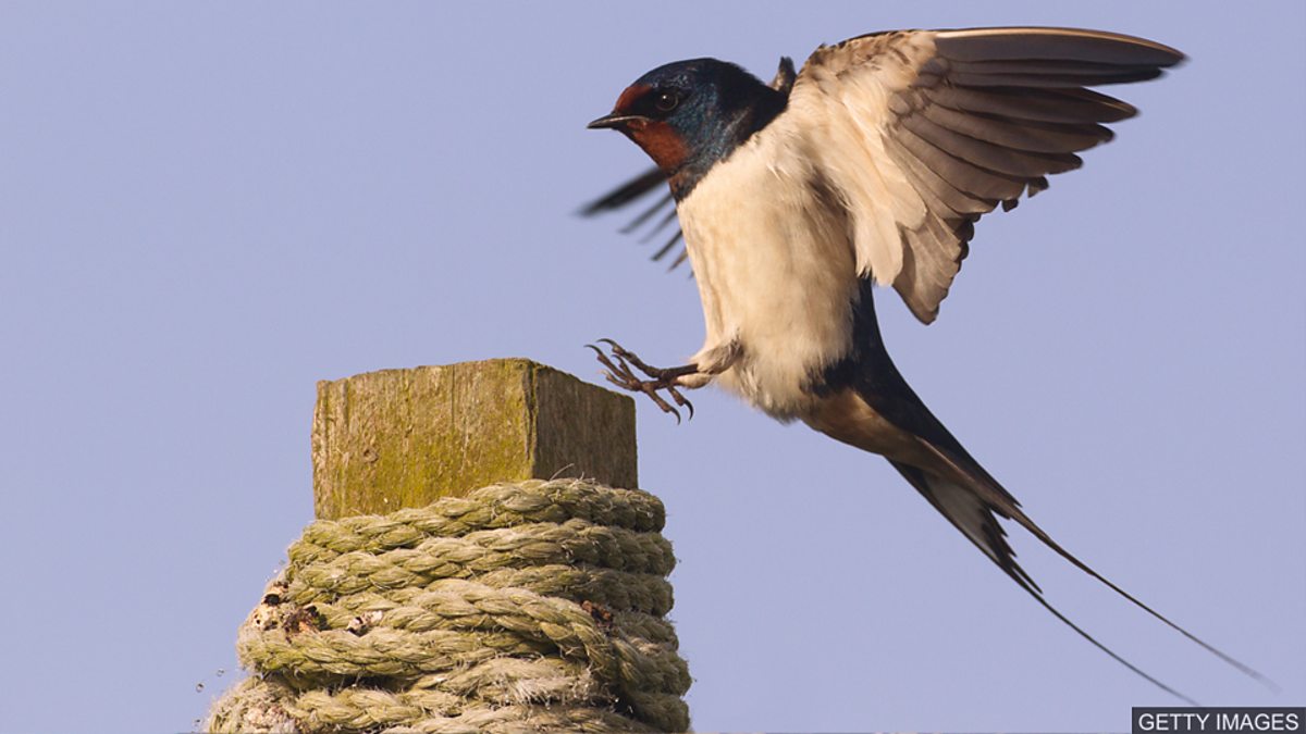BBC Learning English 今日短语 / One swallow doesn’t make a summer 孤燕不成夏