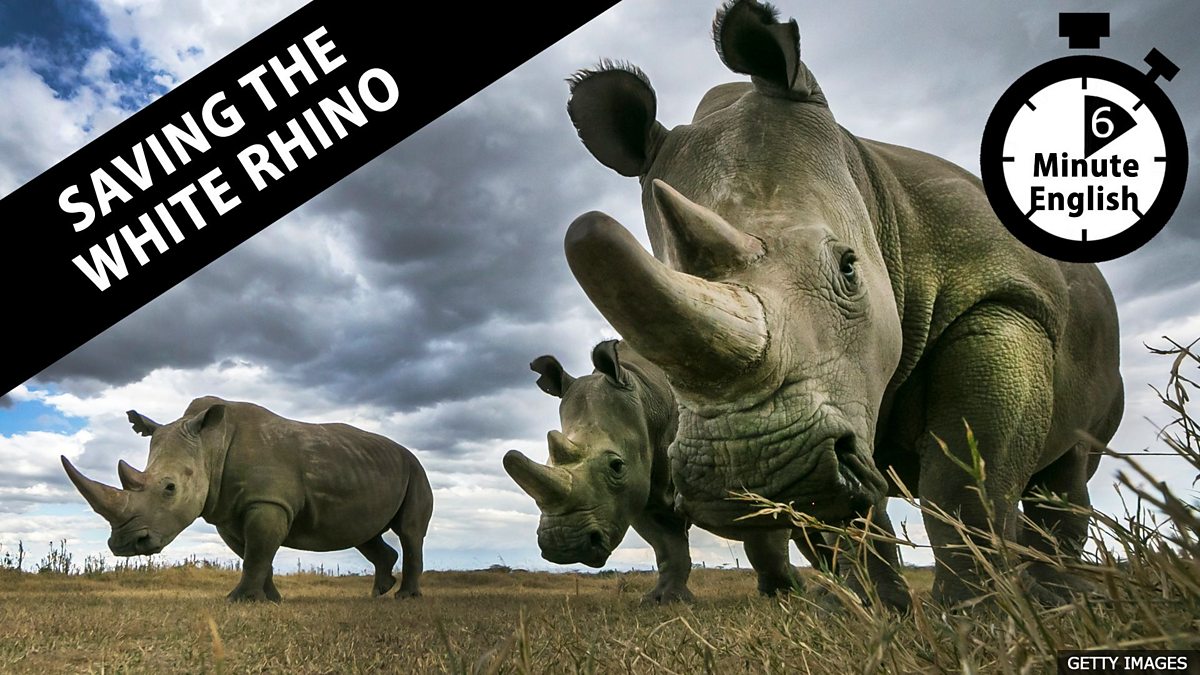 rhinoceros 6 app