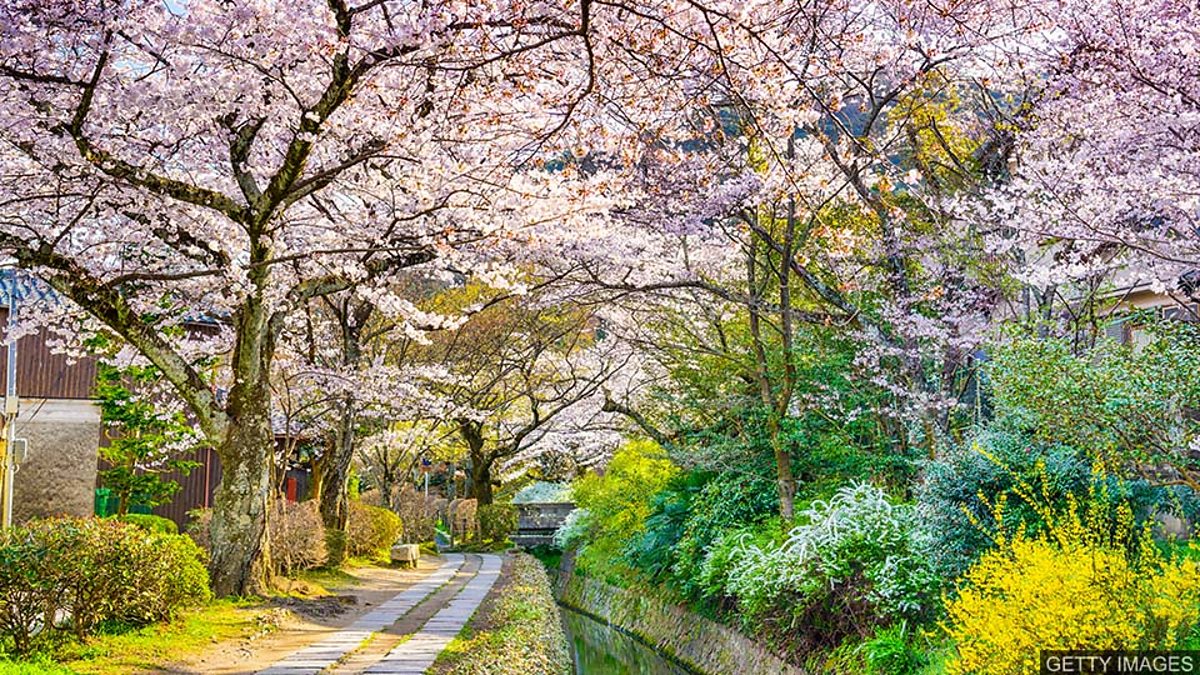 c Learning English 媒体英语 Early Cherry Blossom In Japan Likely To Be Result Of Climate Change 日本樱花盛花期提前或因气候变化所致