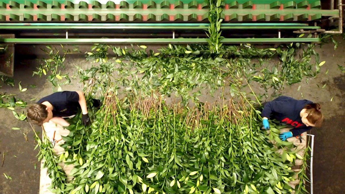 c Learning English 英语大破解 Brexit The Effect On The Flower Industry 英国脱欧对花卉行业的影响