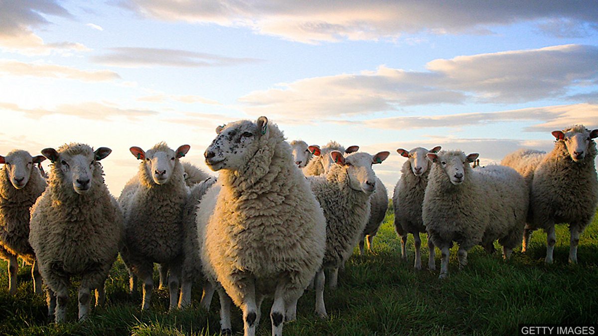 c Learning English 媒体英语 Deaf Sheepdog Learns How To Herd Using Sign Language 失聪牧羊犬通过识别手势指令放羊 c Learning English 媒体英语 Deaf Sheepdog Learns How To Herd Using Sign Language 失聪牧羊犬通过识别手势指令放羊