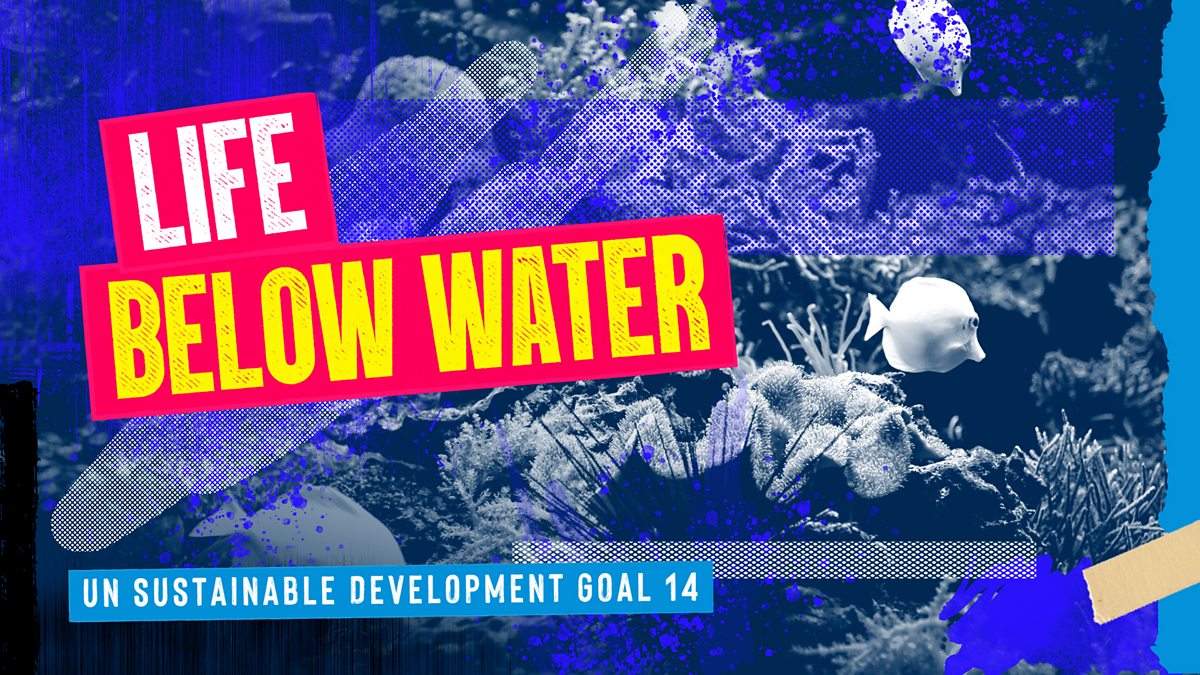 life-below-water-around-scotland-un-sustainable-development-goal-14