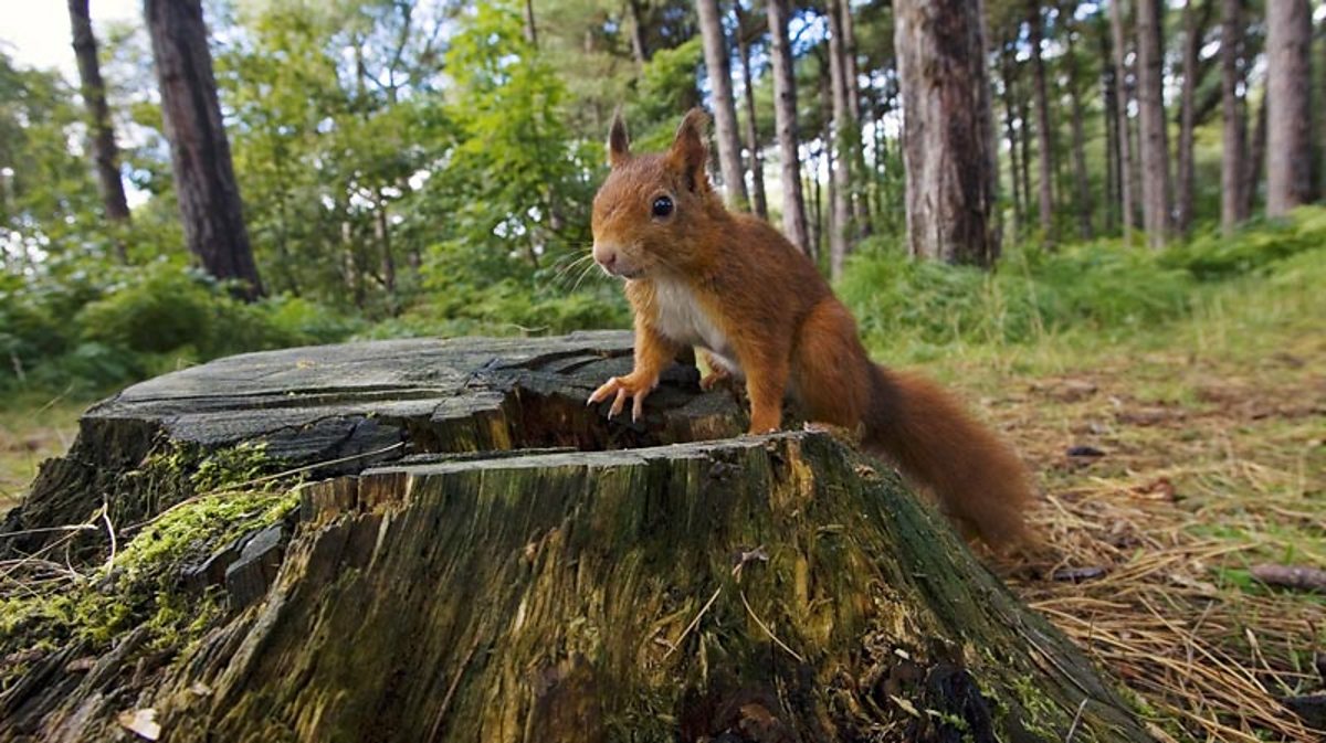 Biodiversity, Extinction And Gene Pools - Ecosystems And Habitats - KS3 ...