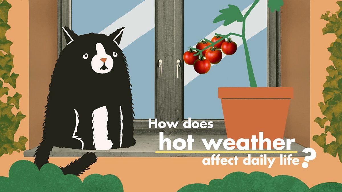 How do hot weather conditions affect people, plants and animals? BBC