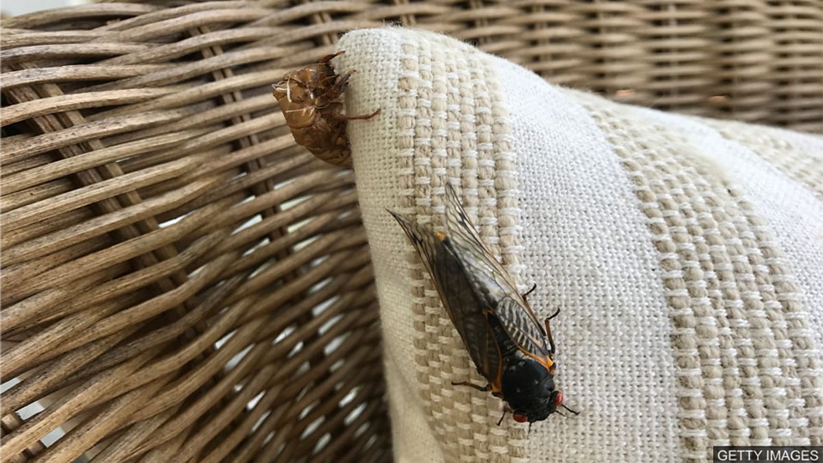 c Learning English 英语大破解 The Cicada Invasion 周期蝉蛰伏17年后破土而出