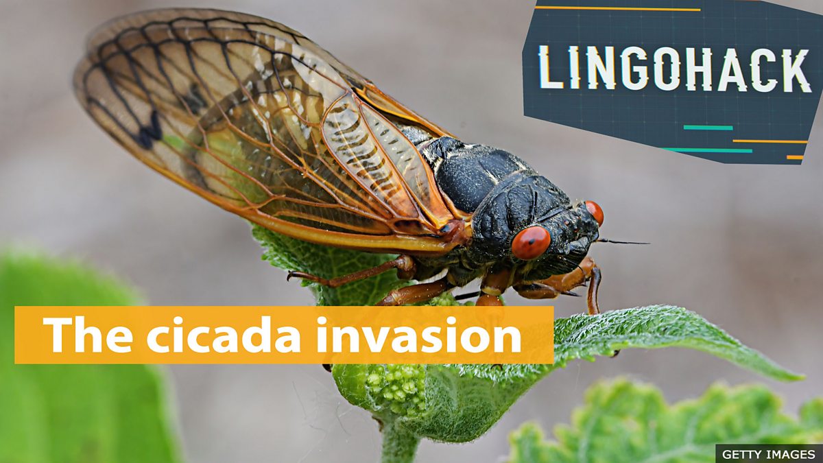 Bbc Learning English Lingohack The Cicada Invasion