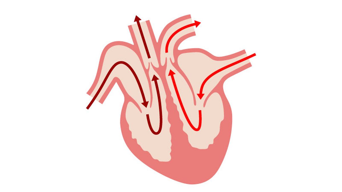 circulatory system labeled heart