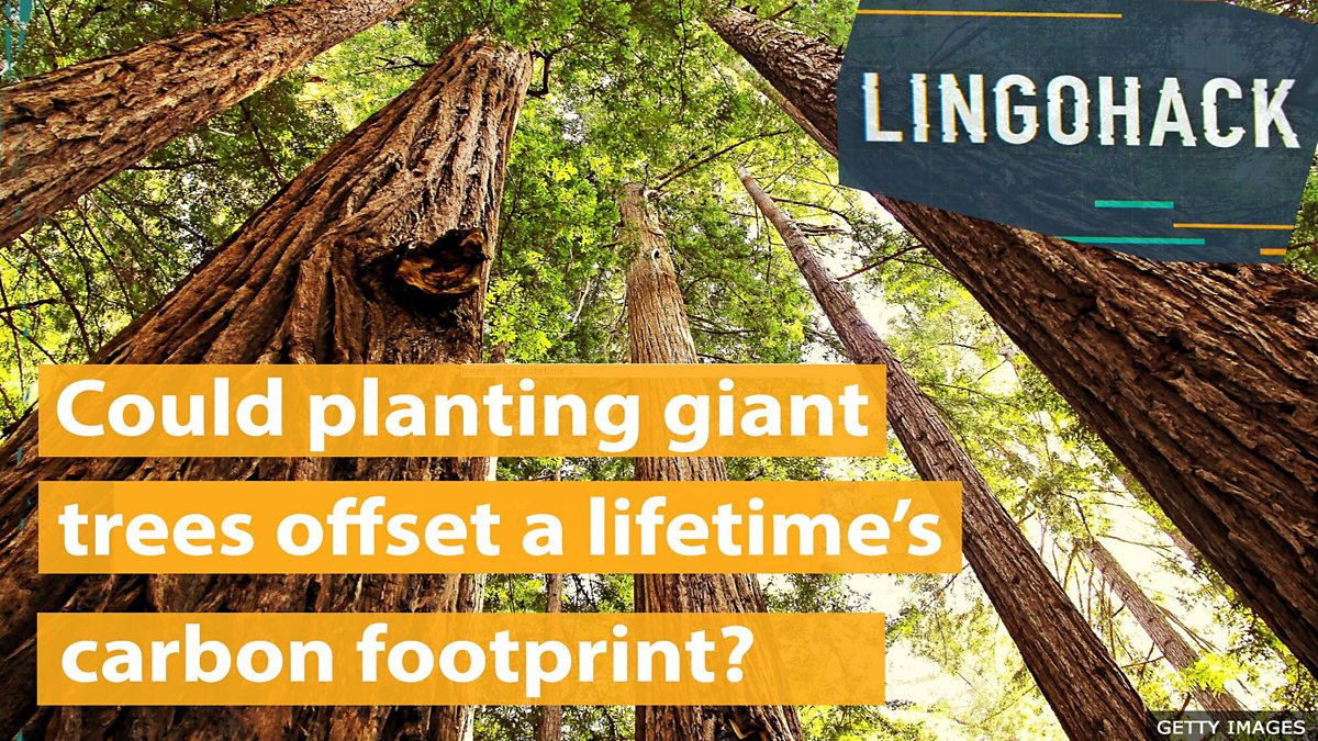 BBC Learning English Lingohack / Could planting giant trees offset a lifetime’s carbon footprint?