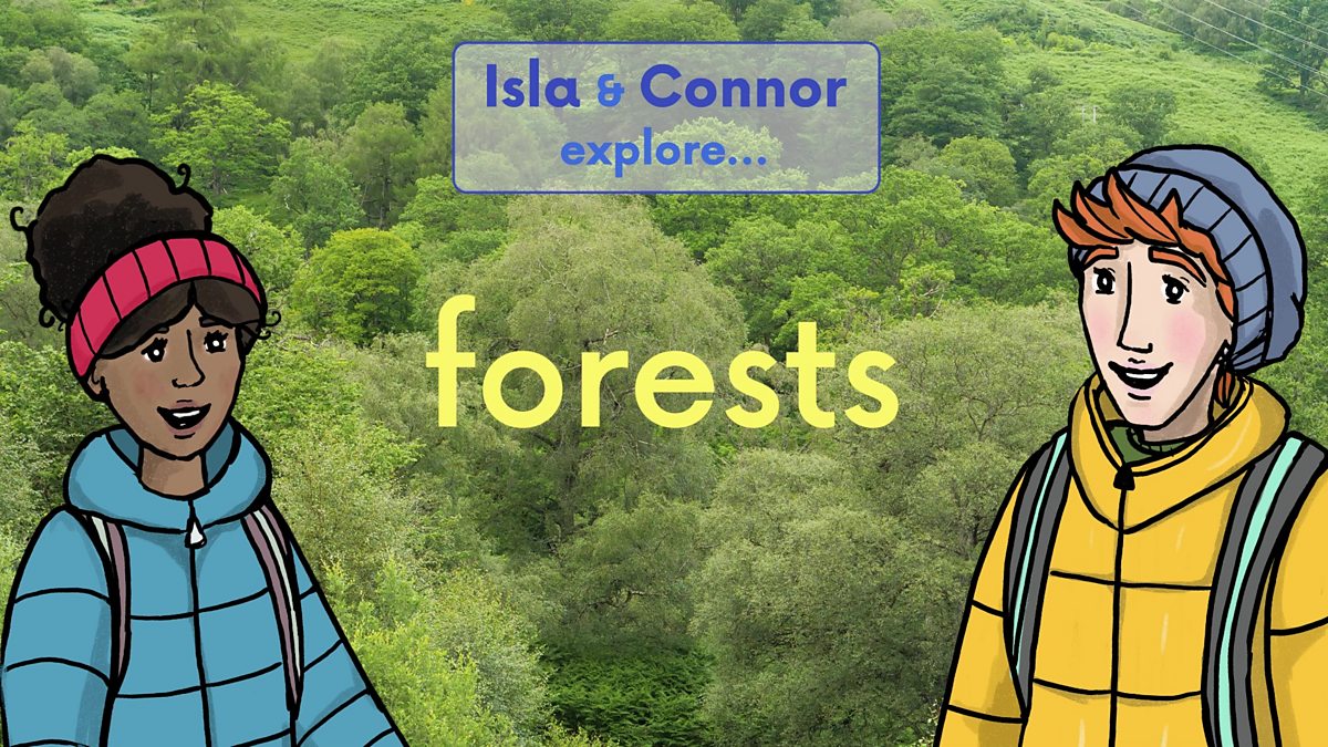 Why are forests important? - BBC Bitesize