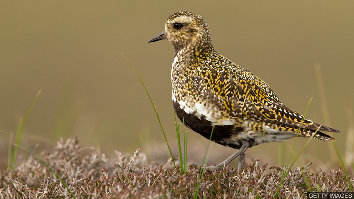 c Learning English 媒体英语 Rare Birds Are Returning To Wales 稀有鸟类回归威尔士