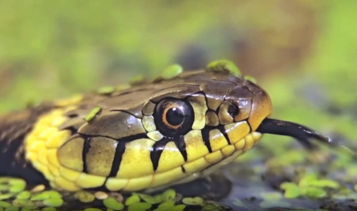 What are the characteristics of reptiles? BBC Teach