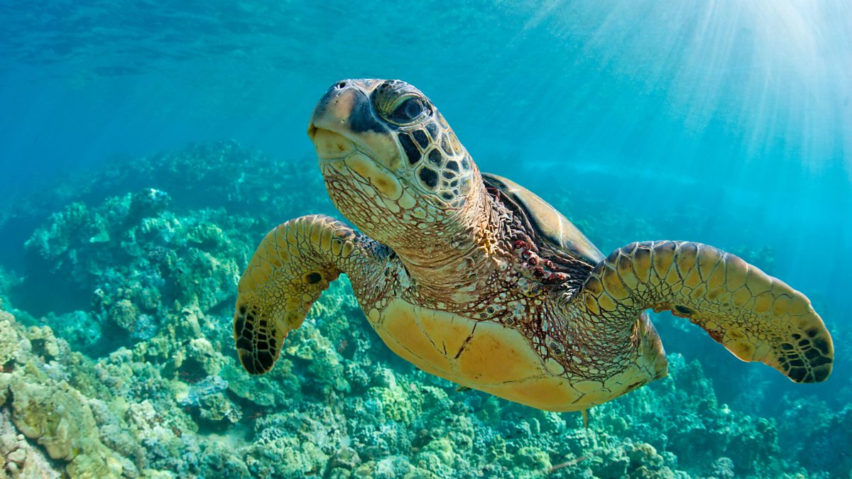 Animals that live in the sea - BBC Teach