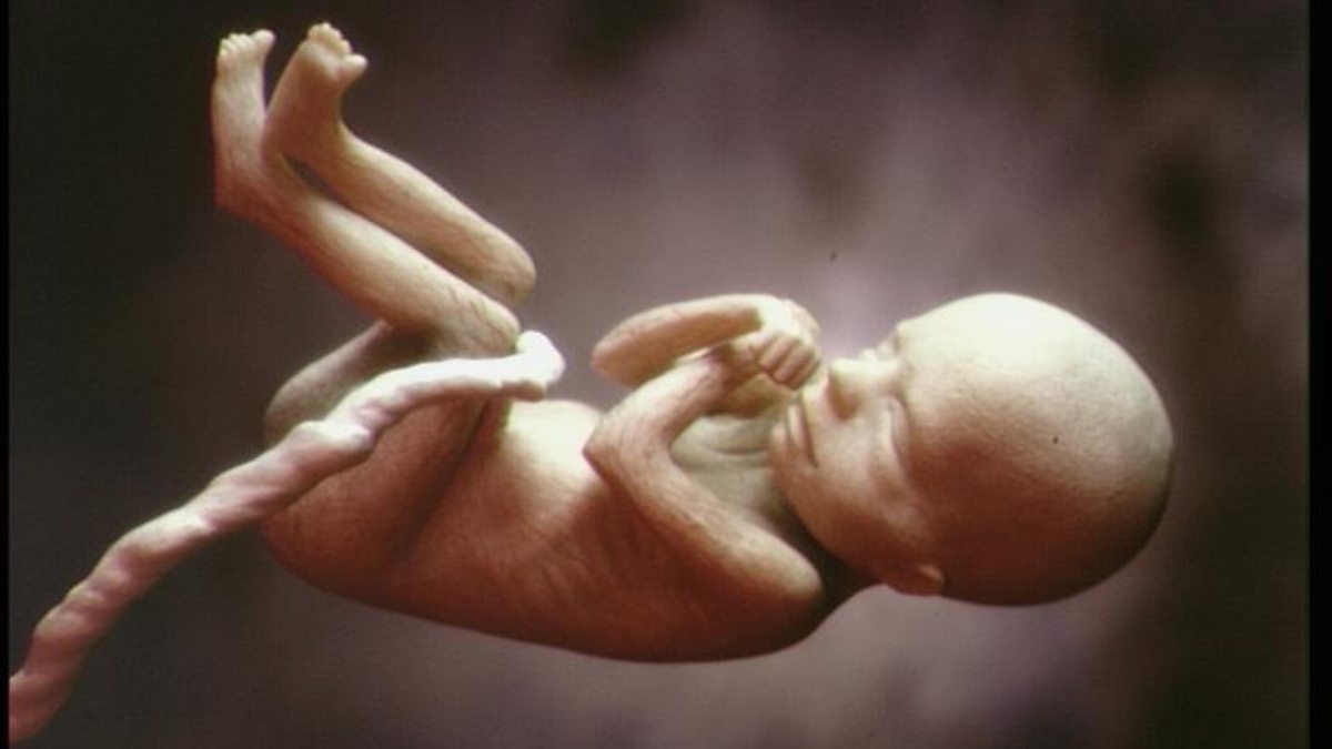 Fertilisation - Reproduction- KS3 Biology - BBC Bitesize