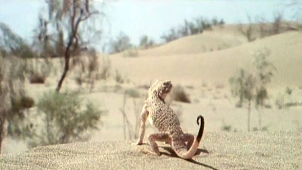 How have different animals adapted to their habitats? BBC Teach